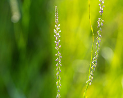 Polygala appendiculata