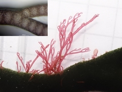 Ceramium virgatum