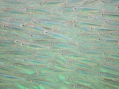 Atherinomorus lacunosus