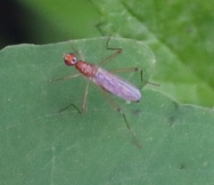 Compsobata