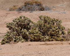 Heliotropium pycnophyllum