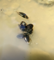 Lacconectus formosanus