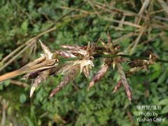 Bambusa oldhamii