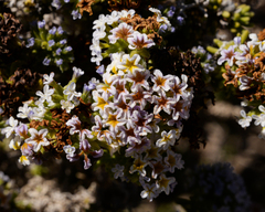Heliotropium pycnophyllum