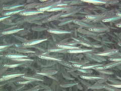 Atherinomorus lacunosus