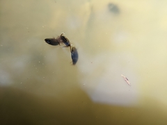 Lacconectus formosanus