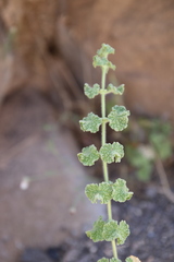 Pseudodictamnus undulatus