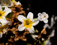 Heliotropium pycnophyllum