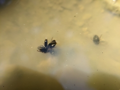 Lacconectus formosanus