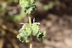 Pseudodictamnus undulatus