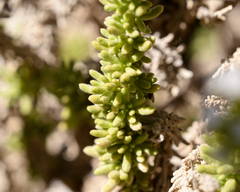 Heliotropium pycnophyllum