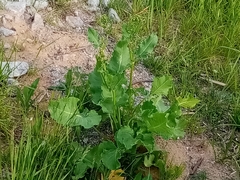 Rumex confertus