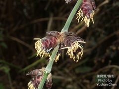 Bambusa oldhamii