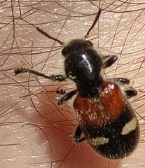 Tilloidea