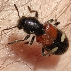 Tilloidea