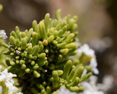 Heliotropium pycnophyllum