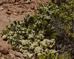 Heliotropium pycnophyllum