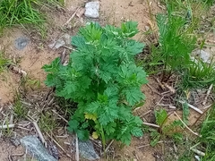 Artemisia vulgaris