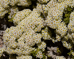 Heliotropium pycnophyllum