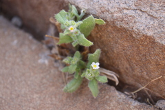 Anchusa milleri