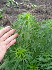 Leonurus quinquelobatus