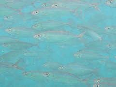 Selar crumenophthalmus