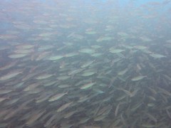 Selar crumenophthalmus