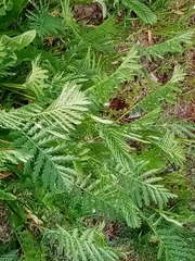 Tanacetum vulgare