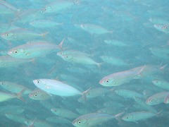 Selar crumenophthalmus