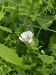 Silene uniflora image