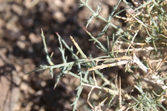 Noaea mucronata