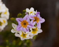 Heliotropium pycnophyllum