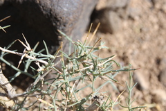 Noaea mucronata