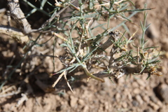 Noaea mucronata