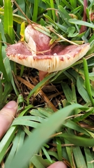 Russula
