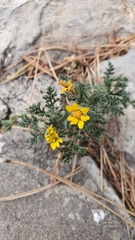 Anacyclus radiatus