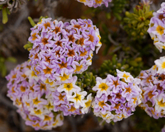 Heliotropium pycnophyllum