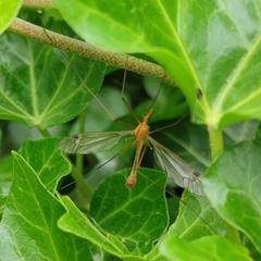 Tipula lunata