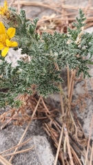 Anacyclus radiatus