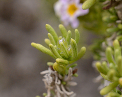 Heliotropium pycnophyllum
