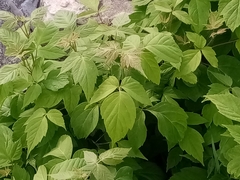 Acer negundo