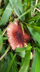 Russula