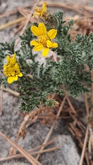 Anacyclus radiatus