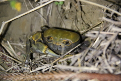 Nanhaipotamon formosanum