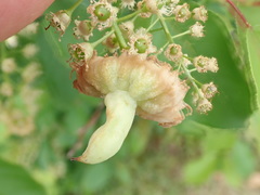 Taphrina confusa