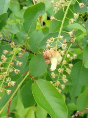 Taphrina confusa