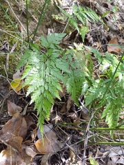 Asplenium onopteris