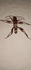 Neoclytus augusti