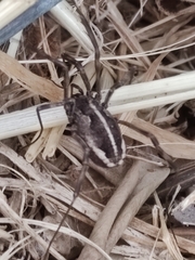 Zachaeus