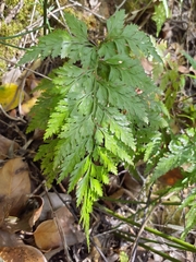 Asplenium onopteris